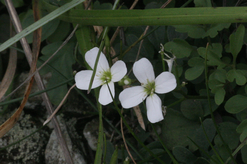 Cardamine plumieri / Billeri di Plumier